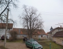 březen 2014 - Prořezání kaštanů