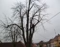 březen 2014 - Prořezání kaštanů