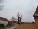 březen 2014 - Prořezání kaštanů