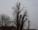 březen 2014 - Prořezání kaštanů
