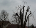 březen 2014 - Prořezání kaštanů