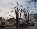březen 2014 - Prořezání kaštanů