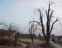 březen 2014 - Prořezání kaštanů