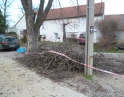 březen 2014 - Prořezání kaštanů