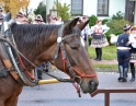 listopad 2014 - Martinské hody
