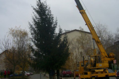 Kácení a stavění vánočního stromu 28.11.2014