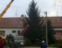 listopad 2014 - Kácení vánočního stromu