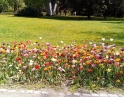 duben 2018 - Flora Olomouc